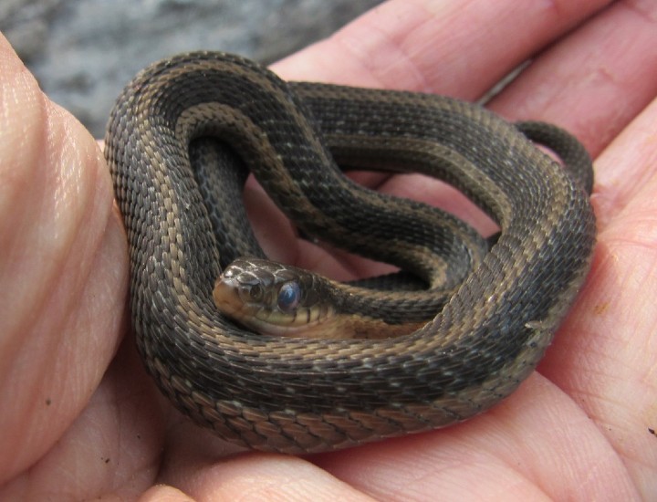 Eastern Garter Snake